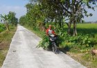 Jalan Cor TMMD Kodim Sragen Bawa Harapan Baru, Peternak Domba Kini Lebih Mudah Angkut Pakan