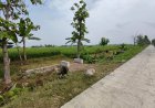 Jalan TMMD Sragen: Mimpi Rumah Pak Harto Kembali Bersemi