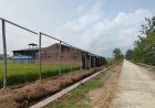 Jalan Cor TMMD Bangkitkan Usaha Warga, Pak Suradi Siap Aktifkan Kembali Kandang Ayamnya